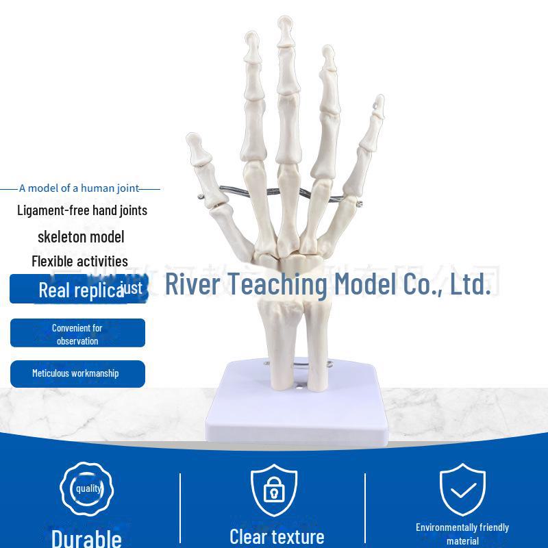 Набор моделей натуральных человеческих суставов: Колено, Плечо, Локоть, Рука, Стопа, Бедро