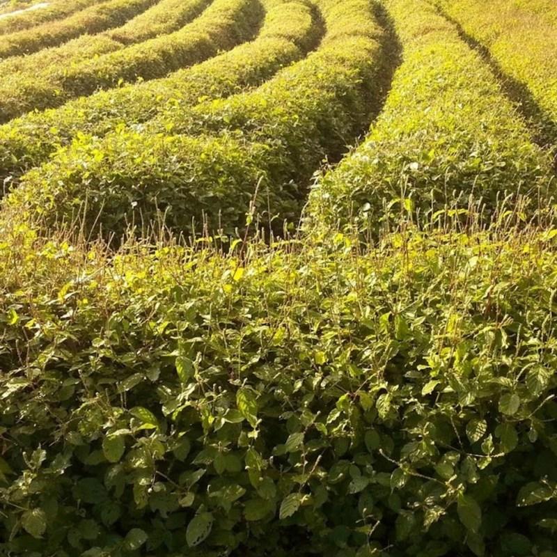 Wellbeing Health Village Jeonnam Hampyeong Woosul Juice 100 мл 50 пакетов Woosul