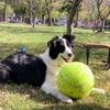 Big Tennis Ball Pet Inflatable Toy for Dog Training Ball 24cm Large Tennis Ball Interactive Dog Toys