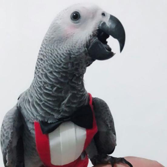 Костюм для полетов попугая Yousheng в западном стиле, Косплей, Мягкий, безопасный для кожи, Подгузники для птиц и попугаев с галстуком-бабочкой, Реквизит для фото