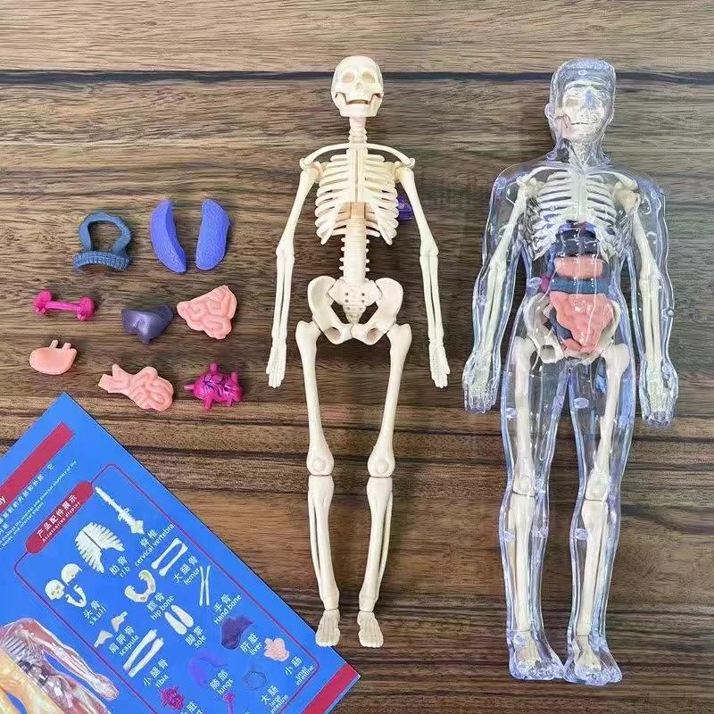 3D Mannequin Diy Human Skeleton Body Torso Model Educational Assembly Learning Kids Toys Anatomy Organ Structure Teaching Tool