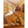 PetSoKoo Bowtie Cat Collar with Bell.Cute Japanese Cherry Blossom Flower.Girl Kitten,Pink