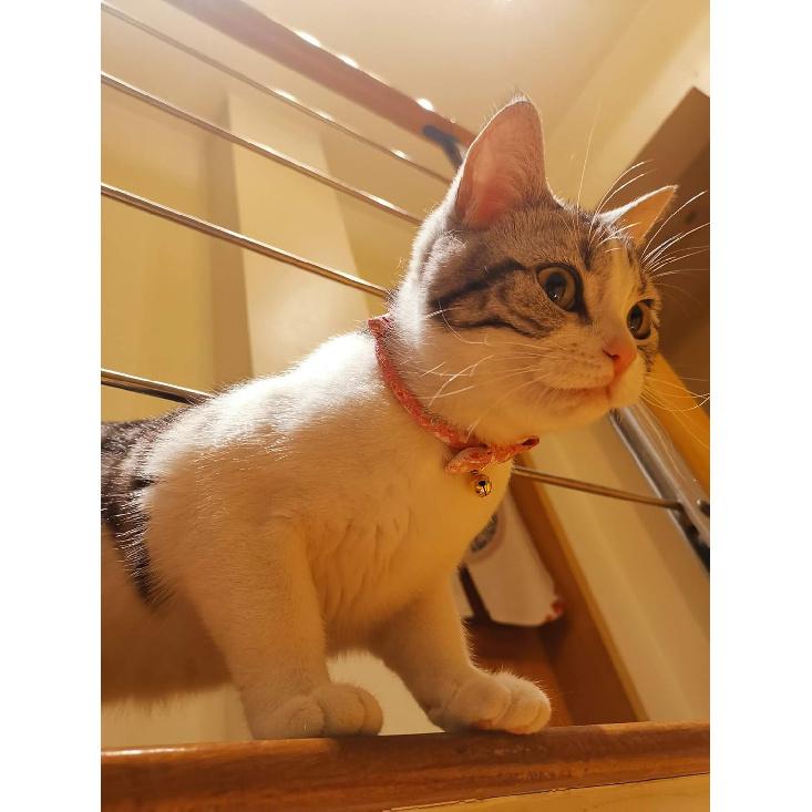 PetSoKoo Bowtie Cat Collar with Bell.Cute Japanese Cherry Blossom Flower.Girl Kitten,Pink