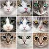 Алмазная вышивка Продажа Кошачий глаз 5D Вышивка крестом Алмазная картина Животные Стразы
