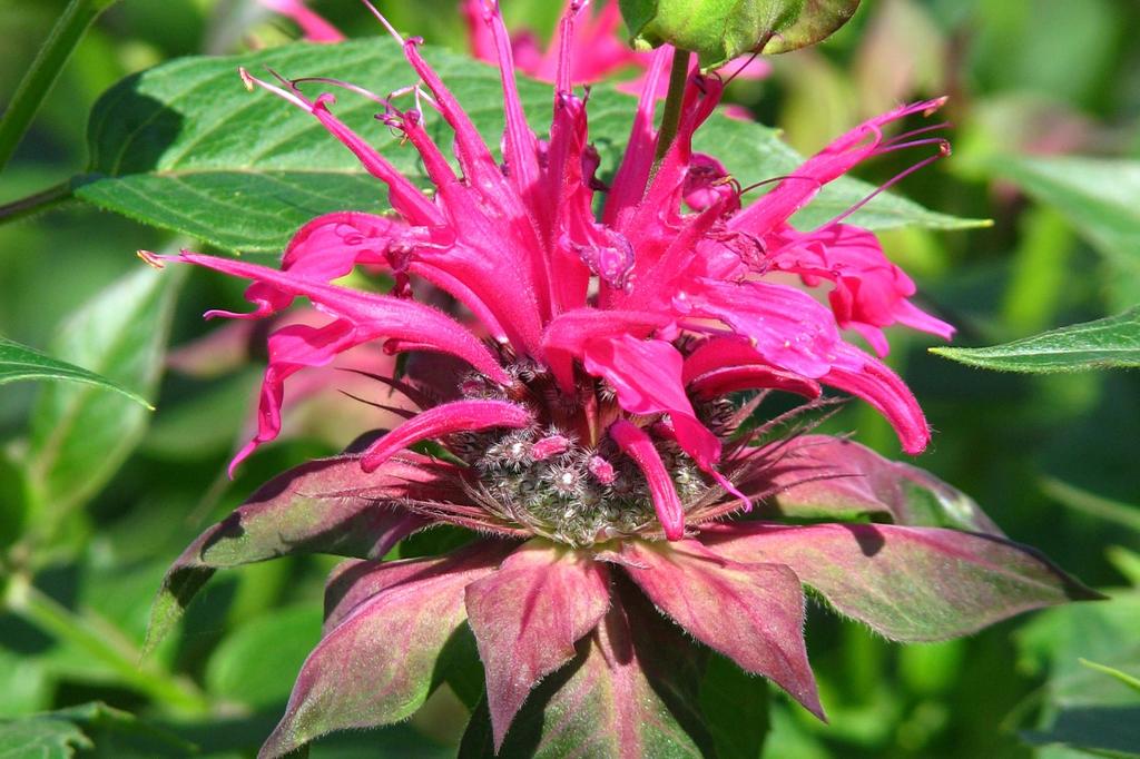 SAFLAX Garden in the Bag - Чай Бергамот / Освего - 20 семян - С субстратом в подходящем пакете-стойке - Monarda Didyma