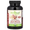 Certified Organic Sea Moss + Burdock & Bladderwrack, 90 Veggie Caps
