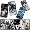 Phone Cover Animal Lovely Husky Dog Casing for Samsung Galaxy S25 S24 S22 S23 FE Ultra Plus A56 A05 A06 A15 A16 A55 S7 Edge Case