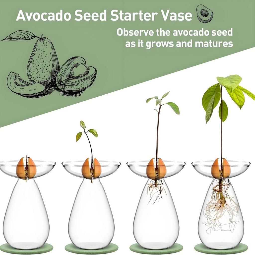 Ваза для выращивания семян авокадо – прозрачный стеклянный набор для выращивания растений и любителей садоводства