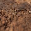BioVirgin Cork Background Brown 60x30cm cork background for terrariums