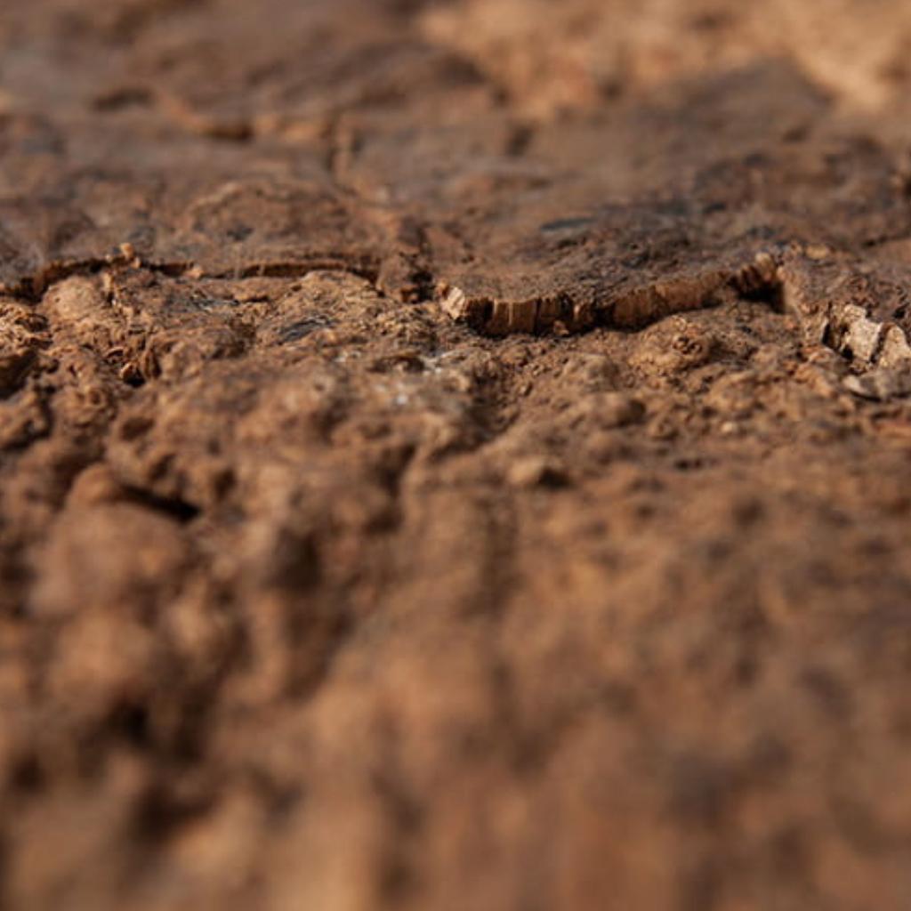 BioVirgin Cork Background Brown 60x30cm cork background for terrariums