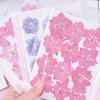 12Pcs Dried Flowers Epoxy Resin DIY Creation Long-lasting Dried Pressed Flowers for Bookmark