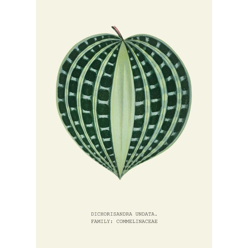 Botanical Leaf Specimen Poster Vintage Foliage Illustration Canvas Wall Art for Office Room Home Decor Plant Lover Gift
