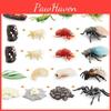 Engaging Mini Insect Life Cycle Models Of Grasshopper Spider And Bee For Educational Play