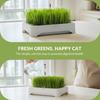 Soilless Wheat Grass Seedling Pot Kit for Cats Indoor Planting Pet-Friendly Design