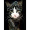 5D DIY Diamond Embroidery Animal Cat Mosaic Pattern Diamond Picture Cross Stitch Home Decoration