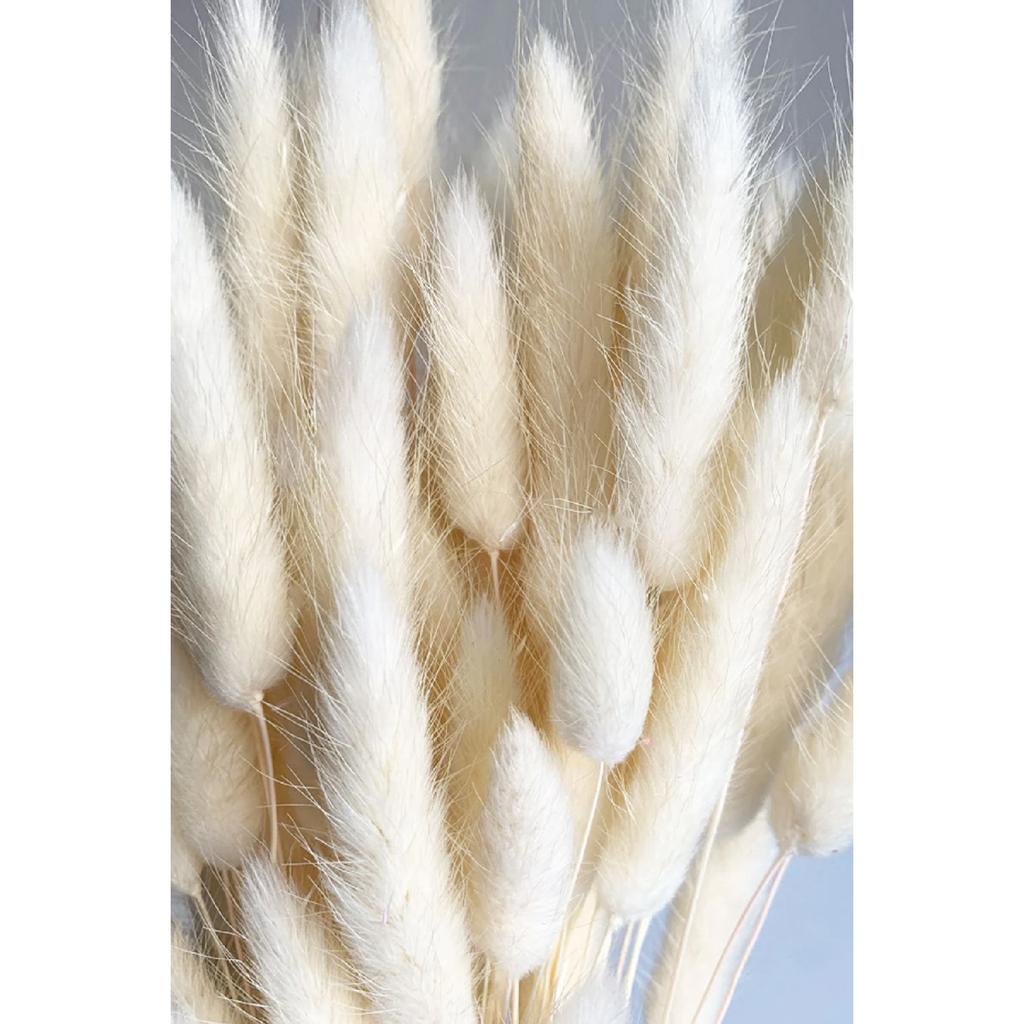 Натуральная сушеная хлопчатник, кроличий хвост, свадебный букет, композиция из цветов лагуруса, 30 веток