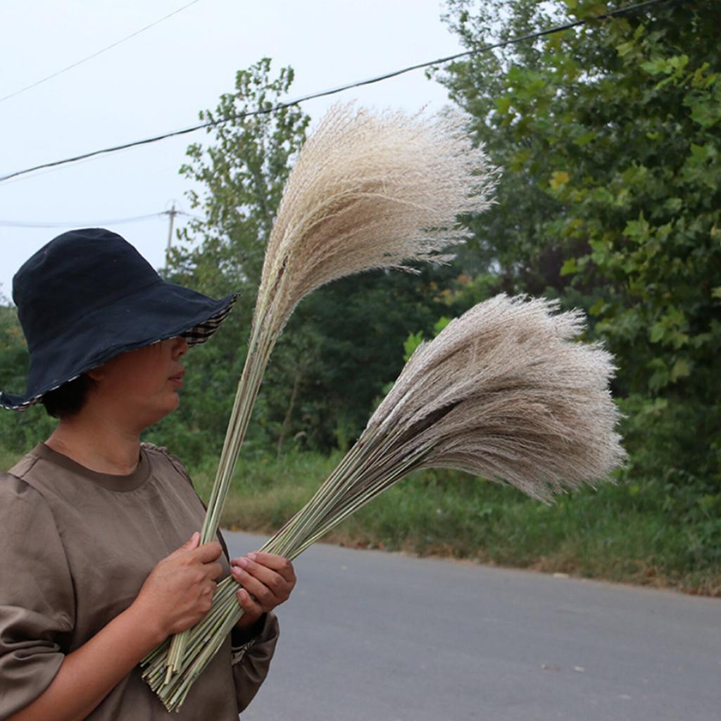 50 Pcs Dried Pampas Grass, Artificial Plant Reed Rabbittail Bouquet Home Decoration Boho Wedding Decoration