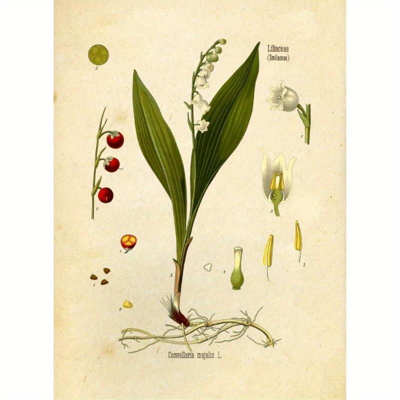 Винтажные ботанические принты диких цветов, настенное искусство Ink Inc, образовательные ботанические таблицы и плакаты, декор для дома и класса