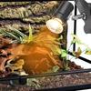25W/50W/75W Turtle Basking Lamp Clip-on Lamp Holder Pet Heat Bulb  Snake Tortoise Plants