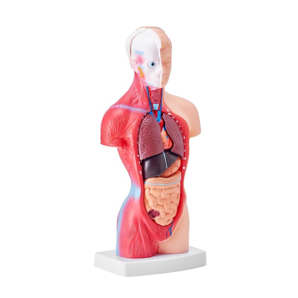 Human Body Model, 15 Parts 11 inch, Human Torso Anatomy Model Anatomical Skeleton Model with Removable Organs, Educational Teaching Tool for Students