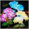 Solar Lights Outdoor, Colorful,Hydrangea Flower Lights for Yard Decor, Garden Decoration, Two Lightning Modes & Enlarged Solar Panel