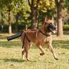 Breathable Dog Tail Protector Splash-proof Protective Case Protective Cover  Licking Prevention