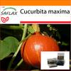 Garden in the Bag - Тыква - Японский Хоккайдо - 10 семян - С субстратом в подходящем пакете - Cucurbita maxima