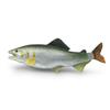 Tuna Marine Animal Salmon Resin Model Toy For Kids Display Gifts Decoration