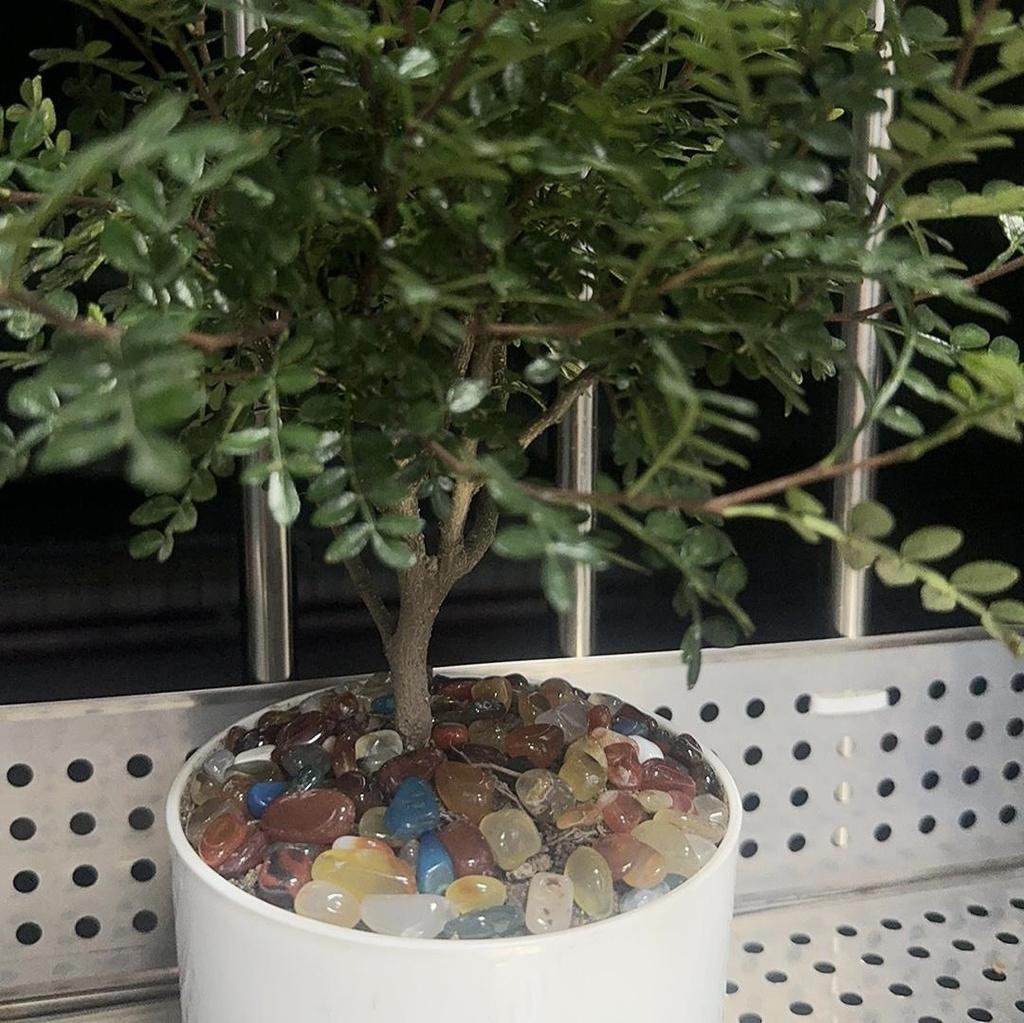 Кристаллы 7 Чакр - Коллекция исцеляющих камней для медитации, подношений на алтарь, создания мандал и декора аквариума