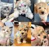 10 шт., мини-заколки для волос для маленьких собак, яркие цвета, маленькие щенки, кошки, милые бантики для волос, заколки для волос, аксессуары для волос для домашних животных, уход за волосами для собак