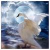 Алмазная вышивка Белый лебедь Полный круглый животных Стразы 5D DIY Алмазная картина