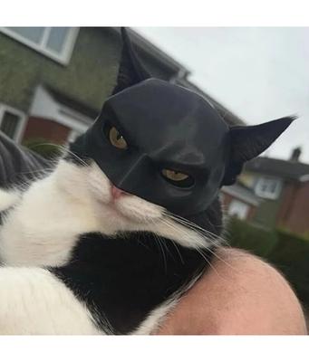 Маска кошки Черная летучая мышь Хэллоуин Косплей Шляпа Кошка Забавные игрушки Крутые маски кошек Фото Реквизит Аксессуары для домашних животных