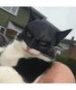 Маска кошки Черная летучая мышь Хэллоуин Косплей Шляпа Кошка Забавные игрушки Крутые маски кошек Фото Реквизит Аксессуары для домашних животных