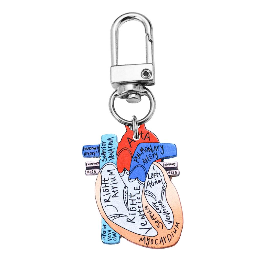 Human Heart Diagram Keychain Detailed Heart Keychain Accessory for Teaching Anatomy To Adults and Children