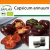 Garden In the Bag - Organic - Sweet Pepper - Sweet Chocolate - 10 Seeds - With Substrate In a Fitting Stand Up Bag - Capsicum Annuum