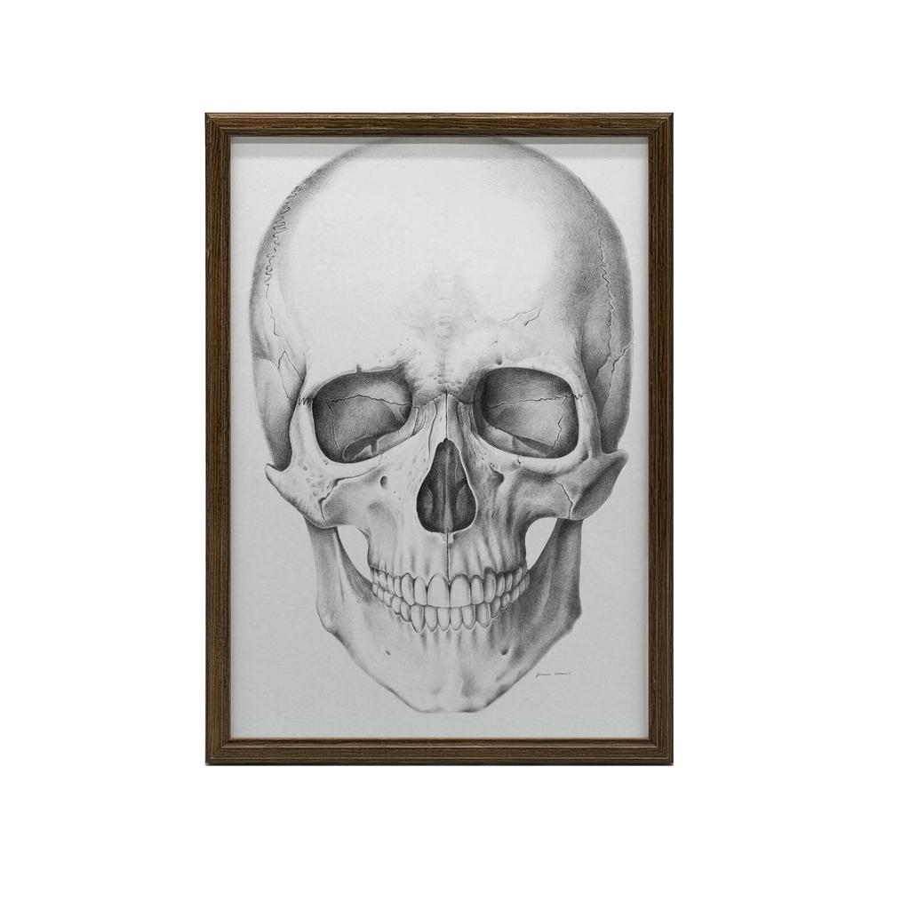 Czaszka (Front) - Plakat Anatomiczny Czaszka (Front) - Plakat Anatomiczny, 50X70 Cm, Bez Ramy, Płótno Premium Na Blejtramie