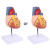 Disassembled Anatomical Human Heart Model Anatomy Medical Teaching Tool
