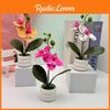 Phalaenopsis Flower Potted For Event Decor And Indoor Home Embellishment
