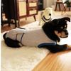 Soft Dog Recovery Suit Adjustable Pet Anti-Licking Suit Postoperative Bodysuit  Daily Wear