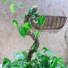Plant Climbing Stick Bendable Handmade Breathable Non-shedding Firm Plant Growth DIY Moss Pole Plant Support Stake Garden Supplies