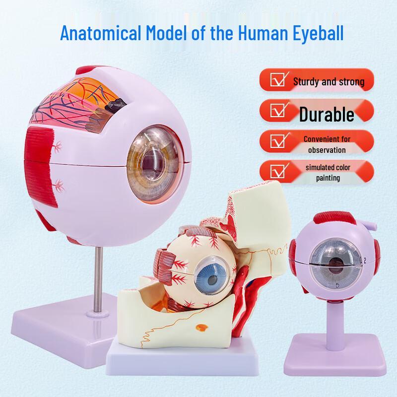 Human Eyeball Anatomical Model