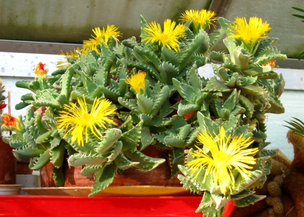 SAFLAX Tiger Jaw - 40 семян - Faucaria tigrina