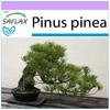 Бонсай - Сосна каменная - 6 семян - Pinus pinea