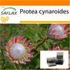 Garden in the Bag - Giant King Protea - 5 семян - С субстратом в удобном стоячем пакете - Protea cynaroides