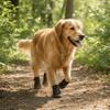 Adjustable Waterproof Dog Boots Comfortable Dog Foot Cover Dog Paw Protector  Rainy Days