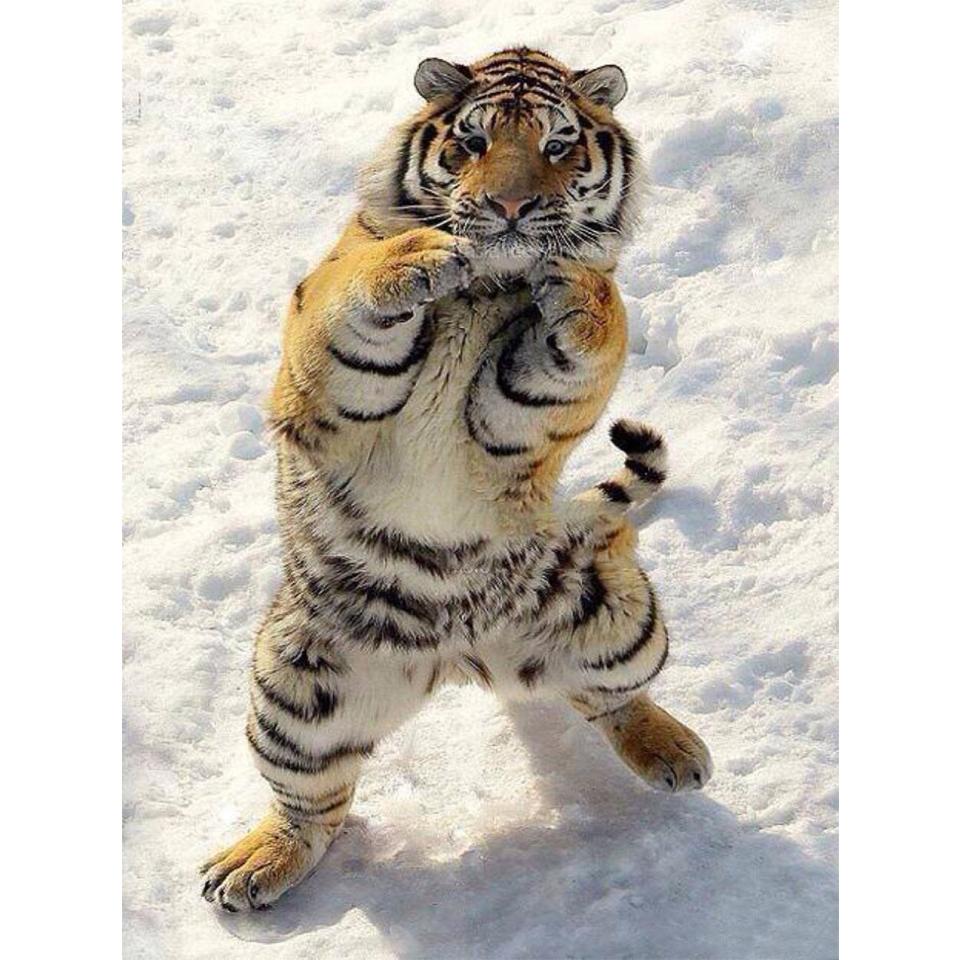 Diy Tiger Painting 5d Diamond Rhinestone Art Picture Full Diamond Embroidery Mosaic Animal Picture Cross Stitch Kit Decoration