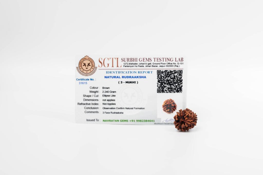 Natural 3 Mukhi Rudraksha Bead | Certified Authentic Rudraksha for Spiritual Growth | Genuine Sacred Bead for Meditation & Healing