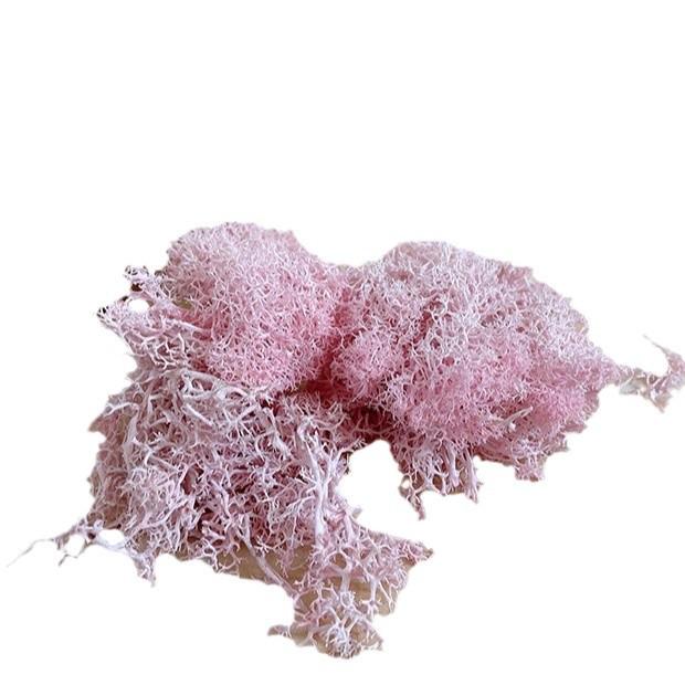 500g Boxed Preserved Moss for DIY Wall Decor & Dried Flower Pack