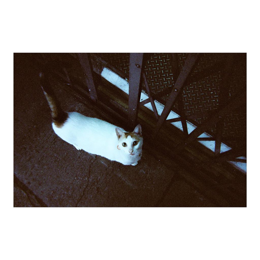 RETO Amber Tungsten 35 мм одноразовая пленочная камера цветной негативный фокус легко утилизируется и 27EXP, ISO800, пленка, бесплатно, использование, встроенная вспышка, (фильм