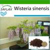 Бонсай - Глициния китайская голубая - 4 семени - С горшечным субстратом для лучшего выращивания - Глициния китайская - Глициния китайская